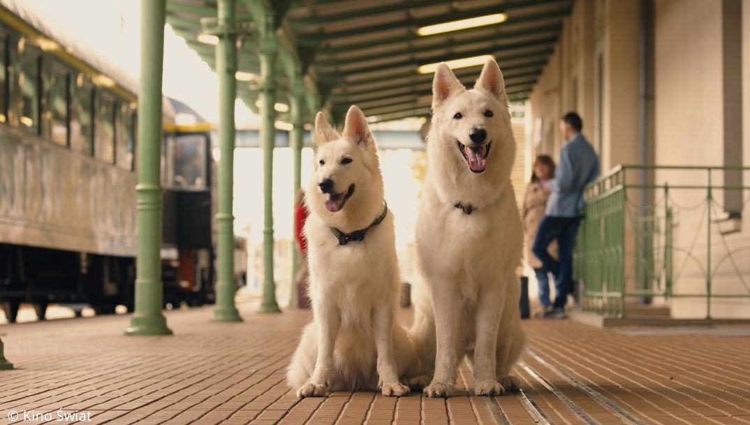星級汪站長2:偷天換犬